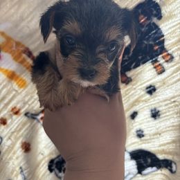 Sophia - Black and tan female Yorkshire Terrier puppy in H AI Nes City, Florida from MF_Yorkies