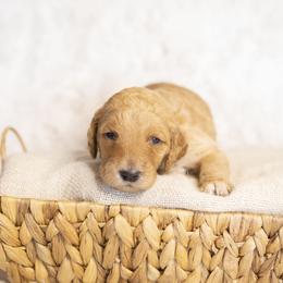 Franklin - Red  male Goldendoodle puppy in Seffner, Florida from Gold Diamond Pup