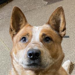 Boe AKC - Australian Cattle Dog