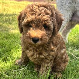 Harry - Brown male Poodle puppy in Coppell, Texas from Chae’s Fam