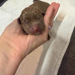 Moose in Orange - Chocolate male Labrador Retriever puppy in Elloree, South Carolina from Moonlight Kennels LLC