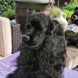 Onyx - Cocker Spaniel