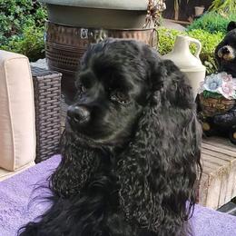 Onyx - Cocker Spaniel