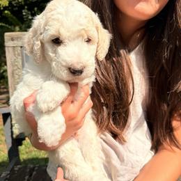 Cauliflower - Cream and white male Aussiedoodle puppy in New Philadelphia, Ohio from Oldtown Doodles