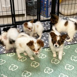 Papillon puppies from Holly Huxford