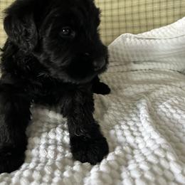Roger - Black male Giant Schnauzer puppy in Woodstock, Virginia from Seven Bends Giants