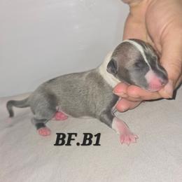 Blue fawn - Blue fawn male Italian Greyhound puppy in Frostproof, Florida from Quality Italian Greyhounds