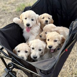 Golden Retriever Puppies from Golden Legacy Retriever Project