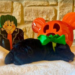 Geo (F2bb green boy) - Black and white male Aussiedoodle puppy in Midlothian, Texas from Gray Doodles