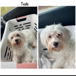 Tesla - Morkie