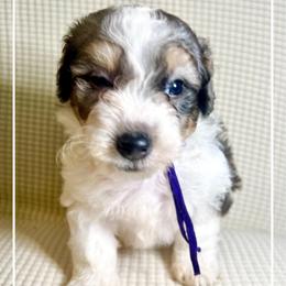 BANJO - Merle male Bernedoodle puppy in Houston, Texas from Pia’s Doodle Poodle Wag
