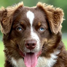 Kali - Miniature Australian Shepherd