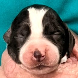 Annabelle girl 3 - Liver and white female Brittany puppy in Floyd Knobs, Indiana from Cross Creek Brittanys