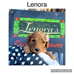 Goldendoodle Puppies from Quentin Brewer