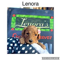 Goldendoodle Puppies from Quentin Brewer