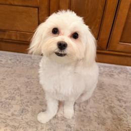 Brandi - Maltese