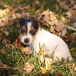 Michael - Tri-color male Jack Russell Terrier puppy in West Bend, Iowa from Blue Skies Terriers