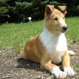 Collies from Headline Collies