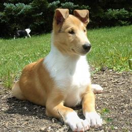 Collies from Headline Collies