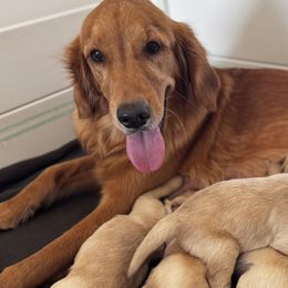 Golden Retrievers from Love is Golden