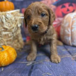 Boy 5 - male Goldendoodle puppy in Lake Panasoffkee, Florida from Donnas Deluxe Doodles LLC