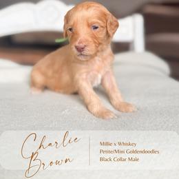 Charlie Brown - Apricot male Goldendoodle puppy in Hiddenite, North Carolina from Rose and Reid Doodles