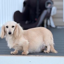Maple - Cream female Dachshund puppy in Martinsville, Virginia from Ana’s Beautiful Doxies