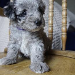 Judy - Blue merle female Aussiedoodle puppy in Davie, Florida from Miami Mini Doodles