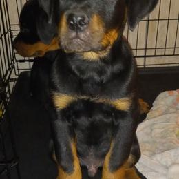 Rottweiler Puppies from Gregory Mulkey's Rottweilers