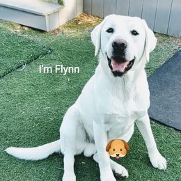 FLYNN - Labrador Retriever