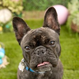 Oakley - French Bulldog