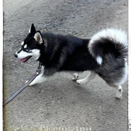 Kaplan - Pomsky