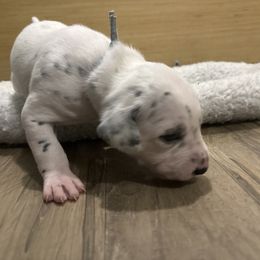 Blue collar boy - White and black male Dalmatian puppy in Wilson, North Carolina from New Horizonz Dalmatians