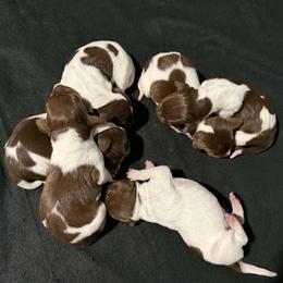 German Shorthaired Pointer puppies from LeAnne McDaniel