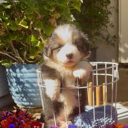 Blue - Black and tan male Pembroke Welsh Corgi puppy in Wheatland, California from Emerald Corgis