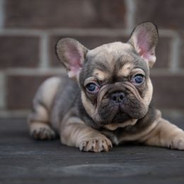 American Bully and French Bulldog Puppies from Obduro Bullies and Frenchies