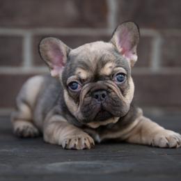 American Bully and French Bulldog Puppies from Obduro Bullies and Frenchies