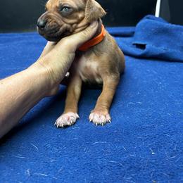 Girl 2 (Orange) - Rd whtn blk nose female Rhodesian Ridgeback puppy in Ocala, Florida from DogWood Kennels