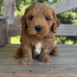 Austin - Parti male Goldendoodle puppy in Zeeland, Michigan from Dandelion Lane Doodles