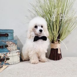 Beau - White male Poodle puppy in Rainbow City, Alabama from Spinks Poodles