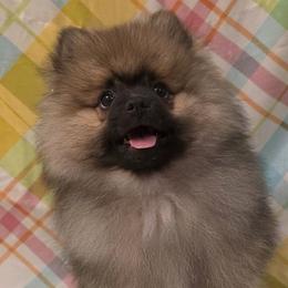Frosty - Cream sable male Pomeranian puppy in Sanford, Florida from Serena's Poms