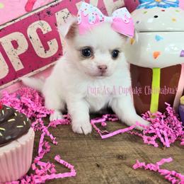 Melon - Sable spotted white female Chihuahua puppy in Piqua, Kansas from Cute As A Cupcake Chihuahuas