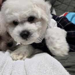 Bichon Frise Puppies from Beloved Bichon