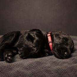 Gabriella von Copper Cottage - Black female Giant Schnauzer puppy in Helena, Alabama from The Copper Cottage Canines LLC
