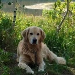 Golden Retrievers from Cor Auri Golden Retrievers