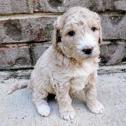 Goldendoodle Puppies from Ninnie's Doodles