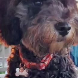 Goldendoodles from Royal Goldendoodles
