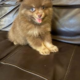 Bronco - Chocolate sable male Pomeranian puppy in Texas from Tiny Tornado Poms