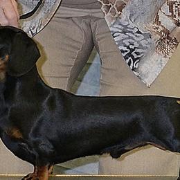 Leo - Dachshund