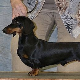 Leo - Dachshund